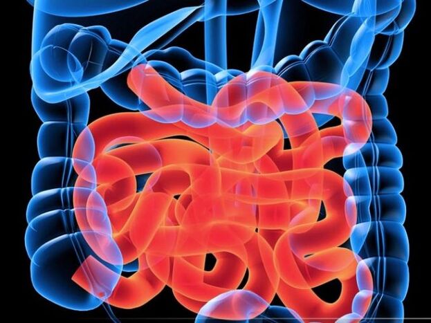 Pasożyty w jelicie cienkim