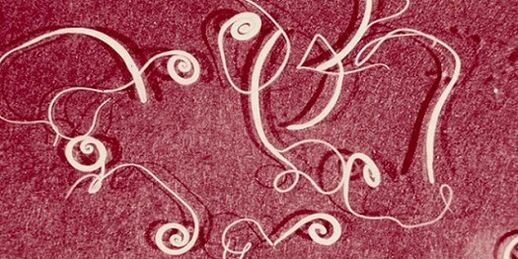 zdjęcie pasożytów z ludzkiego ciała