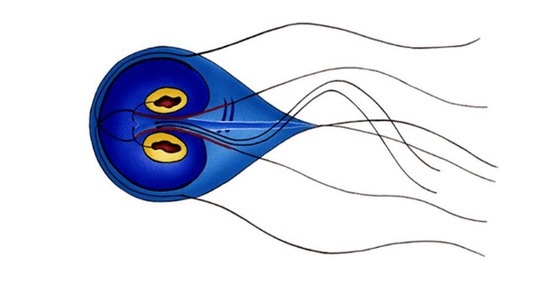 Giardia jelitowa
