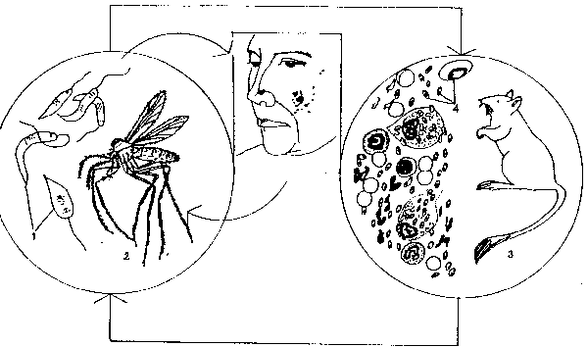 Leishmania jest przenoszona przez komary z rodzaju Phlebotomus.